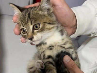 两个月的奶猫饮食习惯（探秘奶猫喜食的食物种类及注意事项）