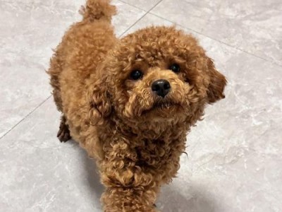 如何帮助一岁泰迪瘦身（科学饮食与适当运动是关键）