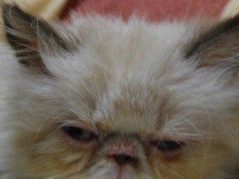 猫鼻气管炎（了解猫鼻气管炎的常见症状，预防和治疗方法）