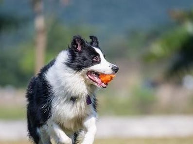 训练边境牧羊犬接飞碟的方法（以宠物为主，让你的狗狗成为顶尖选手）
