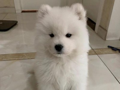 如何培养萨摩耶与狐狸相似的外貌特点（通过饮食、毛发护理和训练，让萨摩耶拥有狐狸般的美丽外貌）