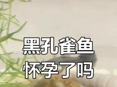 孔雀鱼的繁殖特点及单养技巧（了解孔雀鱼的怀孕周期和单养要点，让它们健康繁衍）