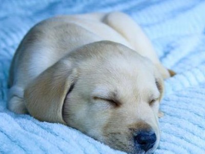 幼犬的睡眠需求及规律（了解幼犬睡眠时间，）