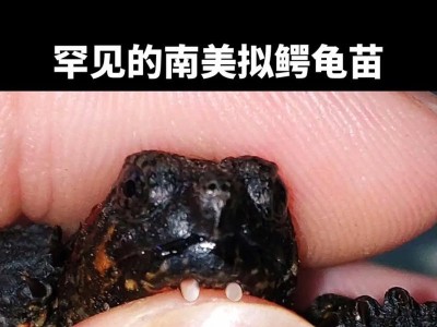 鳄龟与巴西象龟（探究鳄龟和巴西象龟之间的相似之处）
