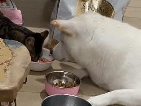 猫咪爱吃狗粮怎么办？-宠物食品的区别与应对方法