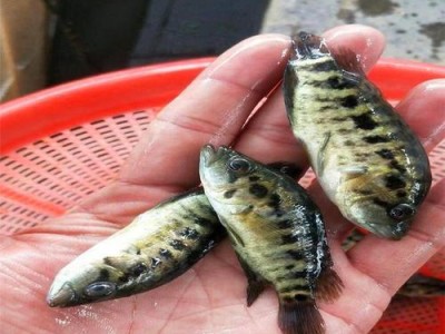 花斑鲉饲养指南（打造水族箱中的小美人鱼）