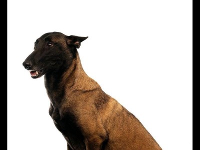 选择最适合你的小马犬