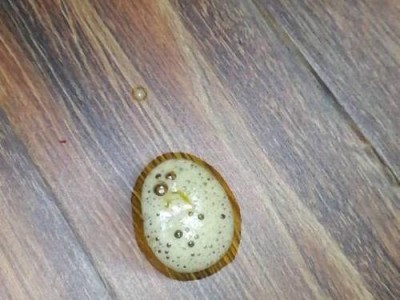 幼犬呕吐水不吃狗粮的原因及解决方法