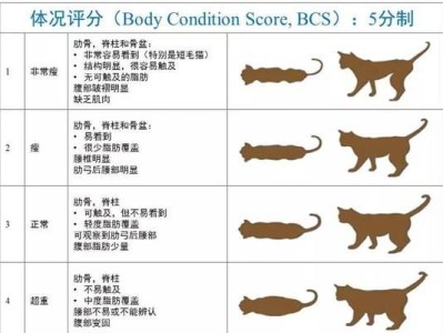 伯曼猫饲养全指南（如何照顾伯曼猫？——一份适合新手的指南）