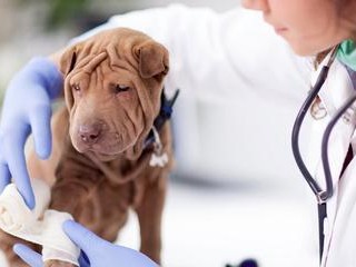 沙皮犬误食异物，你需要知道的应急措施（宠物急救，如何保护你的沙皮犬健康？）