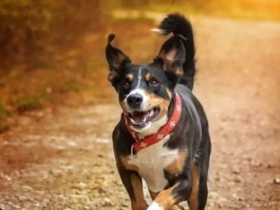 以大瑞士山地犬为宠物的饲养方法（了解大瑞士山地犬的性格与健康管理）