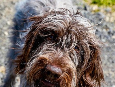 以刚毛指示格里芬犬的饲养方法（从宠物到朋友——打造完美的饲养体验）