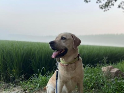 狗狗毛发的生长周期及护理方法（探索狗狗毛发生长过程，打造宠物毛茸茸的秘诀）