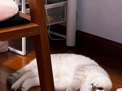 小猫热得什么预兆？（探索小猫体温升高的迹象与原因）