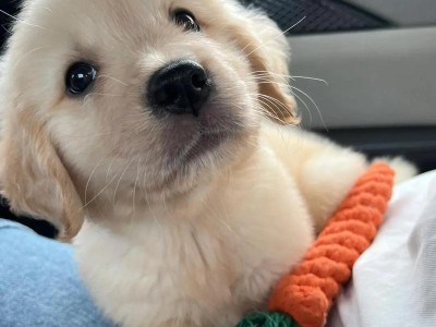 探索赛犬金毛比赛的精彩世界（从培训到比赛，金毛犬的无限潜力）