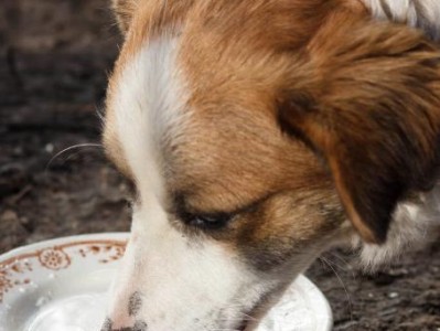 博美幼犬能否喝牛奶？（解析博美幼犬饮食习惯，揭秘喝牛奶的优缺点）