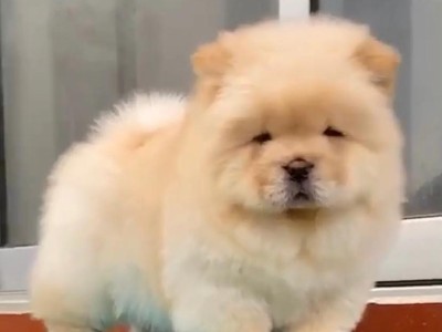 探秘以赛级松狮的独特魅力（以赛级松狮）