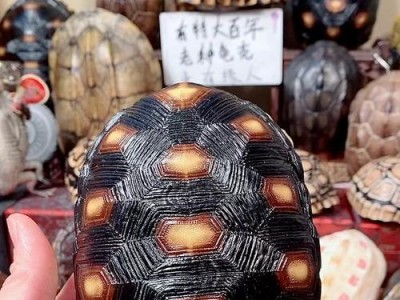 赫曼陆龟的成年周期及关键因素（探究赫曼陆龟的成长时间和影响因素）