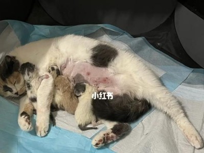 如何确定母猫肚子是否还有小猫？（以宠物为主，轻松了解母猫的妊娠情况）