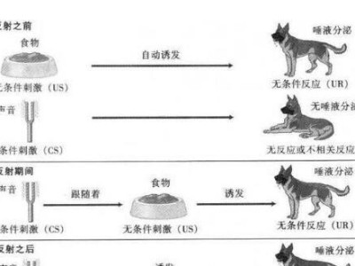 如何科学饲养以伯瑞犬？（掌握关键因素，打造健康宠物生活）