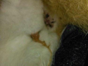 猫流产的原因及预防方法（探索导致猫流产的原因，以及如何预防和保护你的猫）