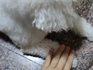 狗爪上的刺（了解狗爪上的刺是什么，保护你的宠物）