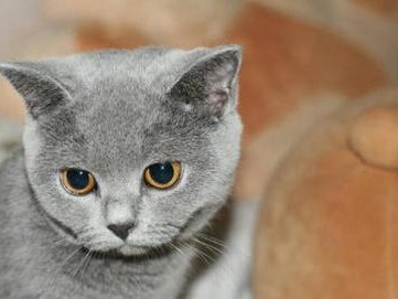 英国短毛猫的养护指南（从喂养到训练，了解如何养好您的英国短毛猫）