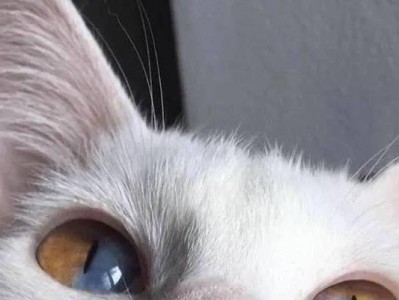 猫咪眼睛虹膜的正常样貌与特征（揭秘猫咪眼睛虹膜的奥秘，让你更加了解你的爱宠）