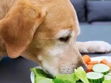 宠物狗应少吃或最好不吃的食物（保护狗狗健康，从饮食开始）