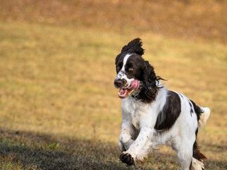 如何养护一只健康快乐的以赛特犬（专业饲养方法，让你的宠物更加精神活力）