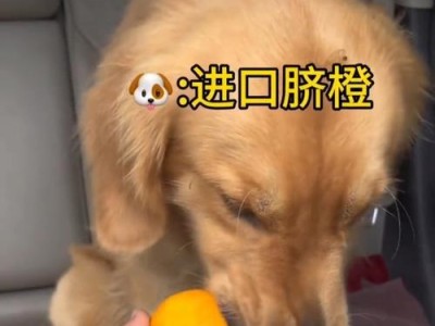 雪纳瑞狗狗的水果日常饮食（以2个月大的雪纳瑞狗狗为主，详细介绍适合其食用的水果）