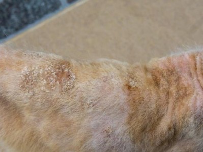 解析猫癣的症状（探究猫癣症状的表现、诊断和治疗方法，了解如何保护我们的猫咪）