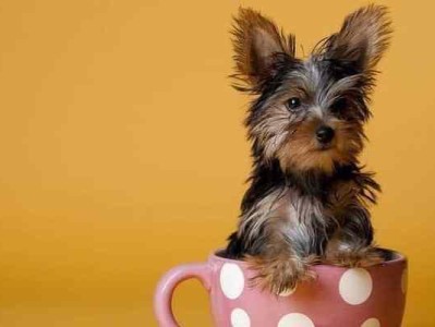 样茶杯犬的养护指南（关爱你的小伴侣，给样茶杯犬一个幸福的家）