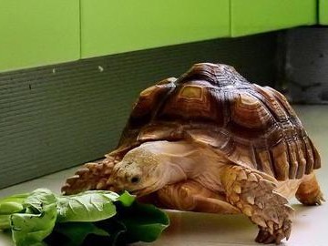 哥伦比亚红腿陆龟的饲养方法（宠物龟的养护与健康）