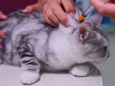 小猫接种疫苗后的反应及注意事项（保护宠物健康，让小猫免受疾病侵害）