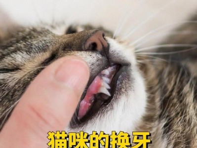 法斗换牙期注意事项（关爱法斗宝宝牙齿健康，从换牙期开始）