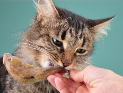 猫的饮食需求与营养均衡（揭秘猫咪的美食世界，多样化的选择让它们更健康）