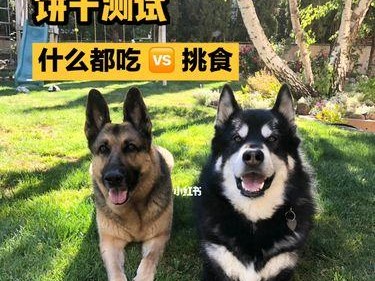 阿拉斯加犬爱喝啤酒？真相大揭秘！（了解阿拉斯加犬对啤酒的反应和喝啤酒的危害）