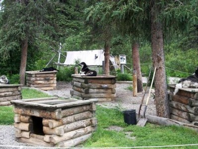 建设犬舍的指南（创建一个舒适、安全的犬舍的关键要素）