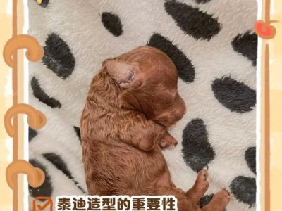 泰迪毛发稀疏怎么办？（通过正确护理重拾泰迪的浓密毛发）