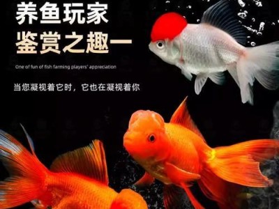 如何养好观赏金鱼（养金鱼的五大技巧，让你成为高级金鱼养殖师）
