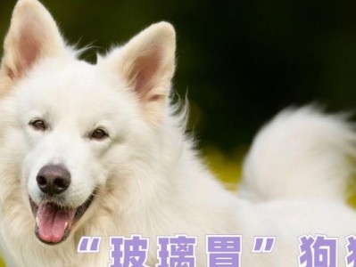 探索狗食物消化的奥秘（以狗吃什么有助于消化为主题的深入研究）