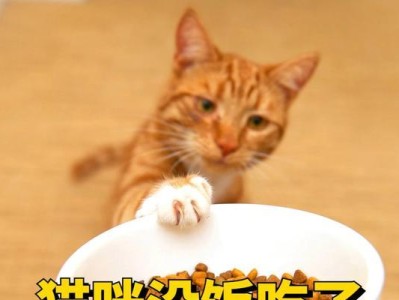 猫为什么一直不吃东西？（寻找原因并解决问题）