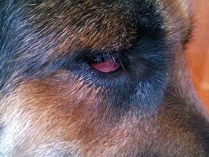 宠物眼部疾病的警示信号及日常护理（宠物眼部疾病的警示信号及日常护理）
