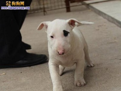 牛头梗犬不能吃的食品大全（15种常见食物，千万不能喂给牛头梗犬！）