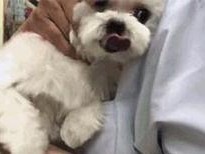 狗狗的预防针（预防针接种时间表及重要性）