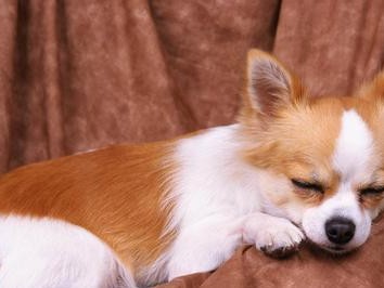 让宠物狗拥有健康的睡眠（以狗狗的睡眠为健康的保证）