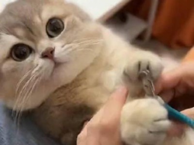 为什么猫剪指甲？（探究猫咪剪指甲的必要性及方法）