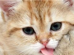 猫为什么喜欢舔爪子？（探索猫咪舔爪子的原因和好处）