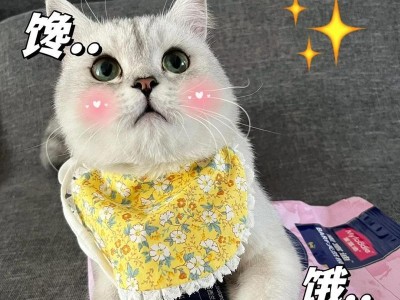 探秘小猫为什么喜欢蹲着的原因（解读小猫喜欢蹲着的行为与心理）